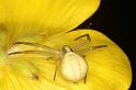 Misumena_vatia_D4936_Z_89_Les Gris_Frankrijk